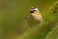 Kralicek ohnivy - Regulus ignicapilla - Firecrest 0309